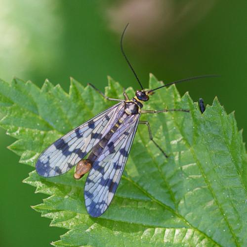 Panorpa vulgaris
